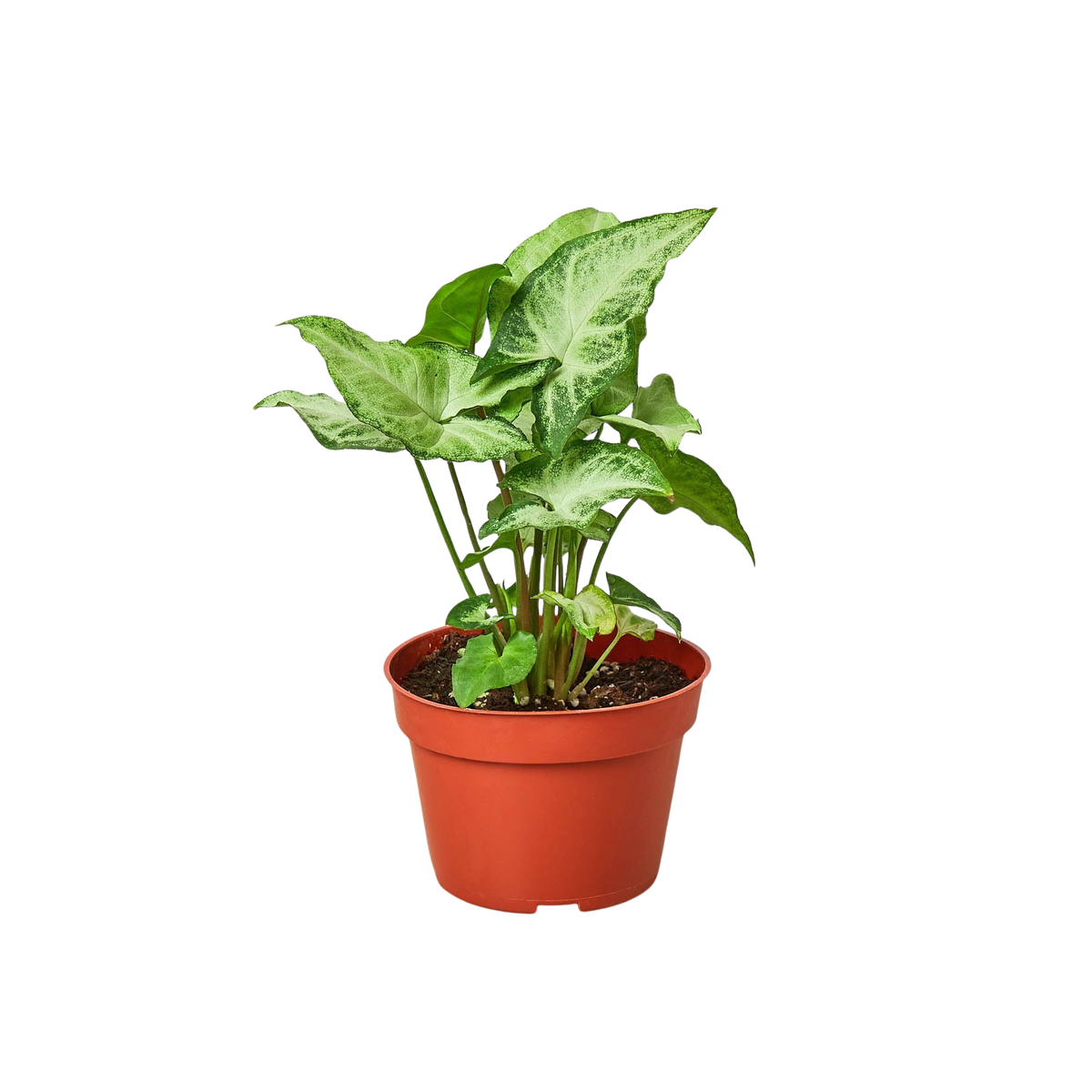 Syngonium 'White Butterfly', Arrowhead Plant, Arrowhead Vine, Syngonium podophyllum 'White Butterfly', Live Houseplant, Potted Plant