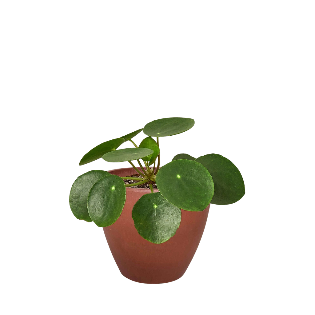 Pilea Peperomioides 'Chinese Money Plant'