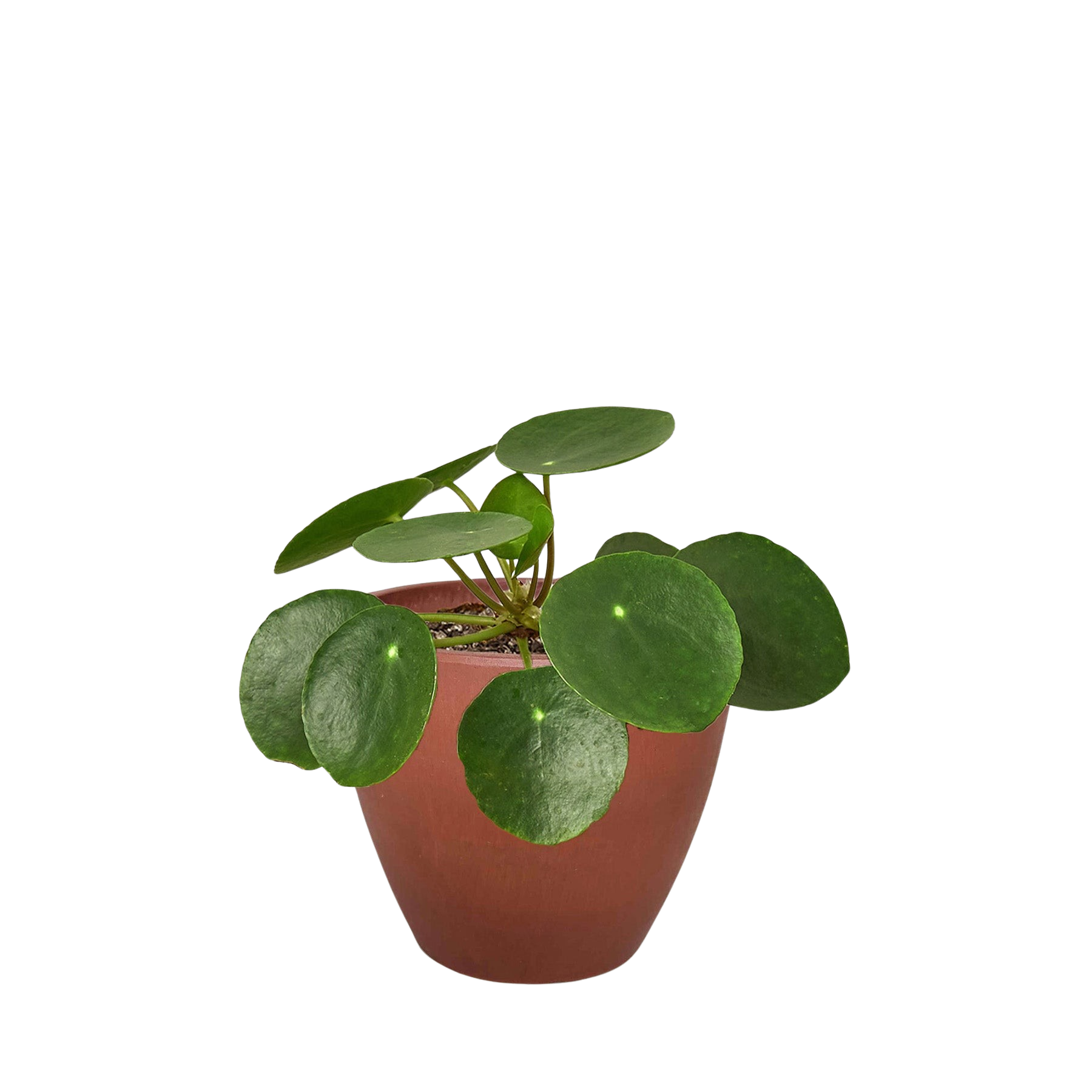 Pilea Peperomioides 'Chinese Money Plant'