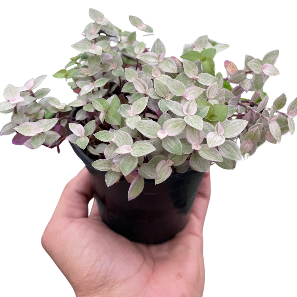 Pink Panther Plant, Tradescantia Callisia 'Pink Panther', Pink Lady, Live Houseplant, Indoor Plant