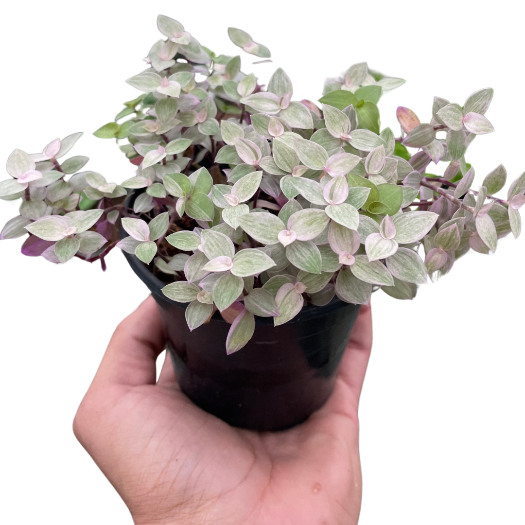 Pink Panther Plant, Tradescantia Callisia 'Pink Panther', Pink Lady, Live Houseplant, Indoor Plant