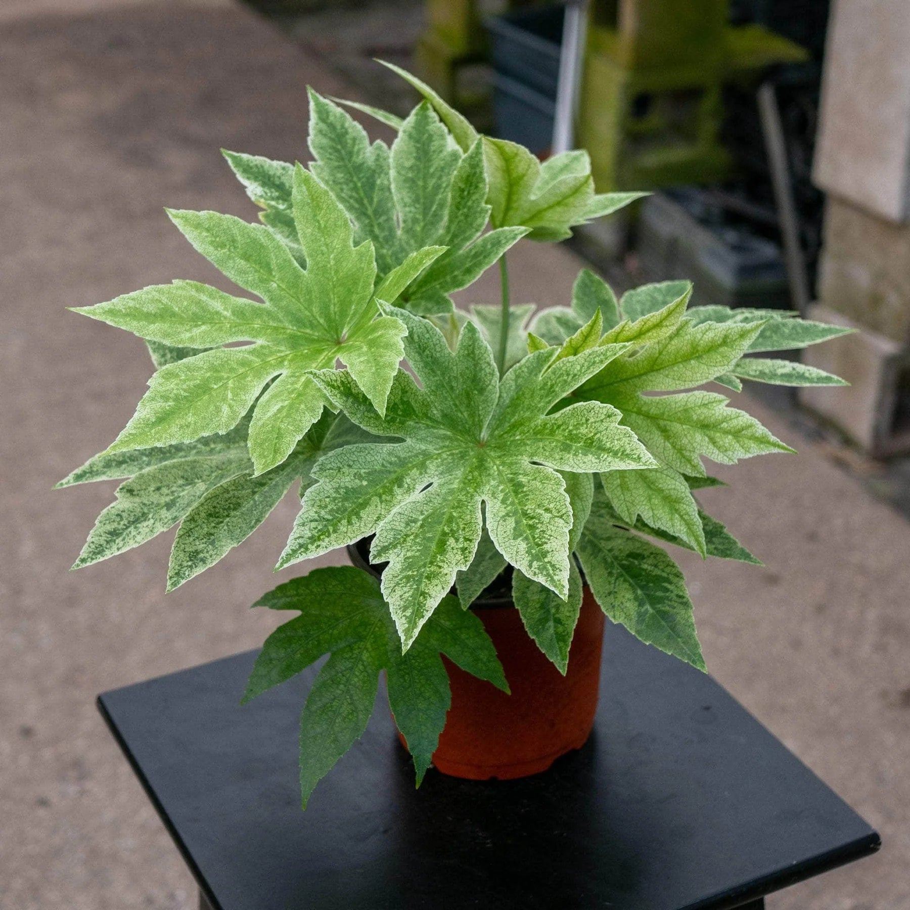 Fatsia 'Spider's Web'