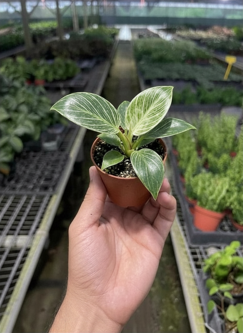 Philodendron 'Birkin', Live Houseplant, Indoor Plant