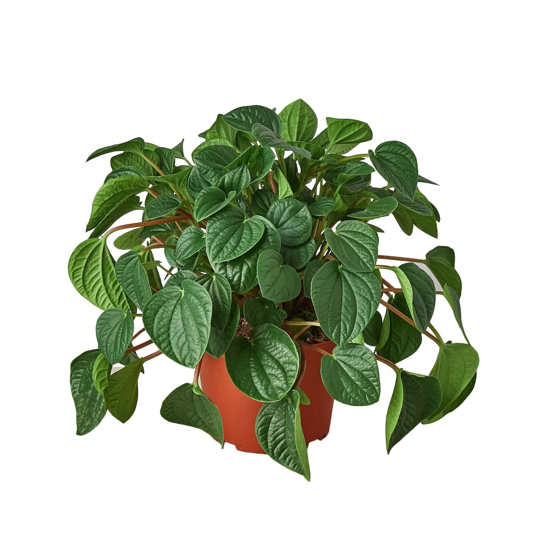 Peperomia Albovittata 'Rana Verde', Radiator Plant, Live Houseplant, Indoor Plant
