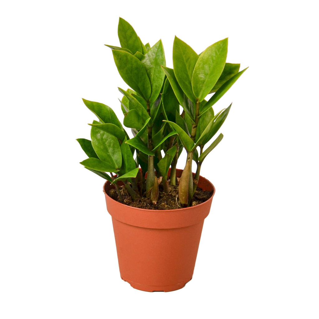 Zamioculcas Zamiifolia, ZZ Plant, Live Houseplant, Indoor Plant