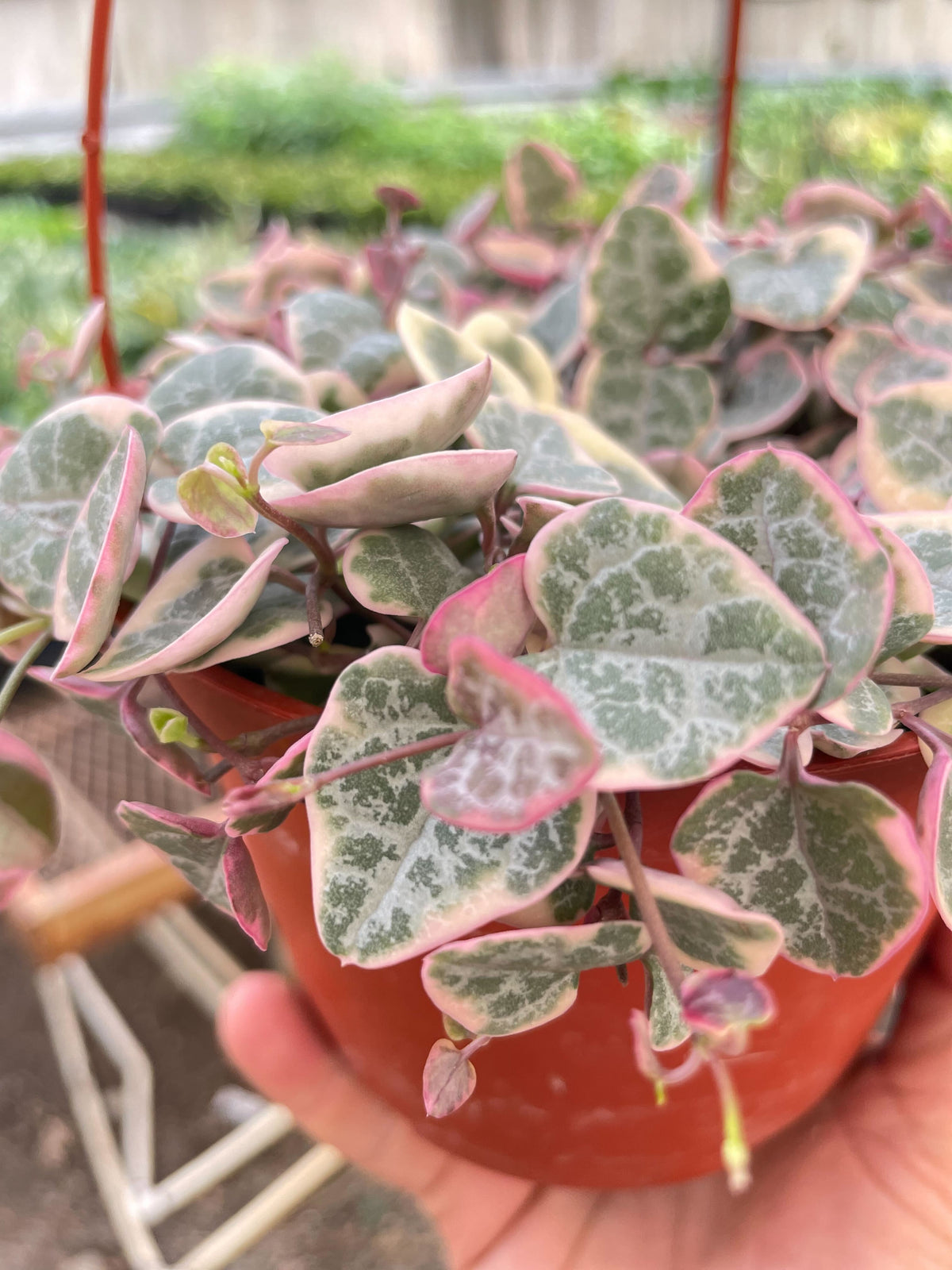 Variegated String of Hearts, Ceropegia woodii, Live Potted Succulent, Live Indoor Plant