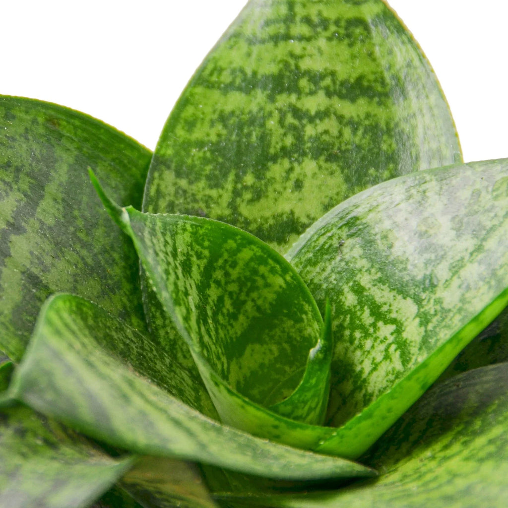 Snake Plant Dwarf 'Black Robusta', Sansevieria Trifasciata, Live Houseplant, Indoor Plant