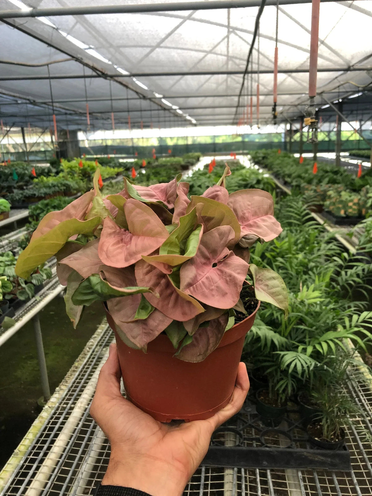 Syngonium 'Strawberry', Syngonium podophyllum 'Strawberry', Arrowhead Plant, Arrowhead Vine, Live Houseplant, Potted Plant