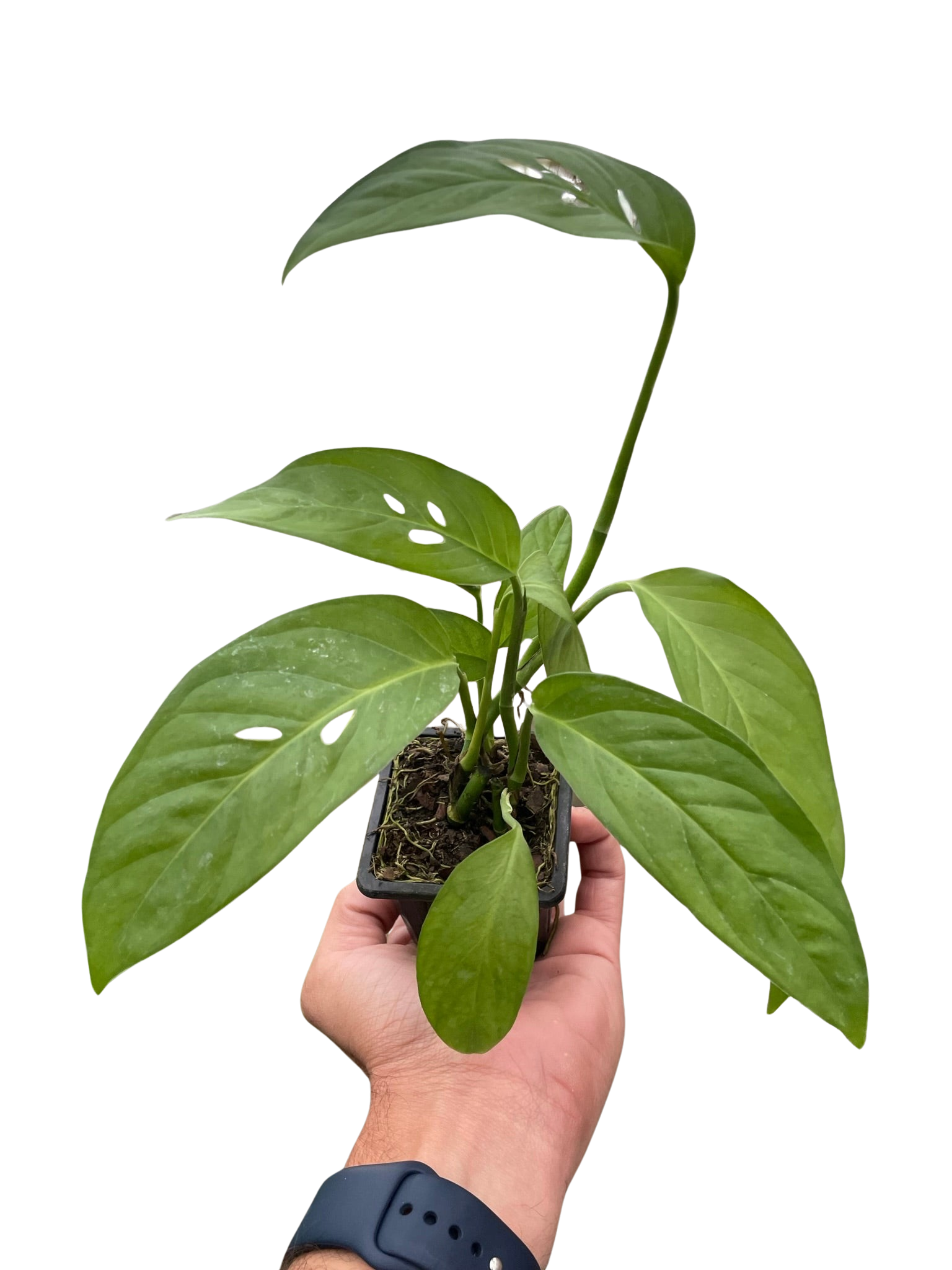 Monstera Adansonii 'Swiss Cheese'