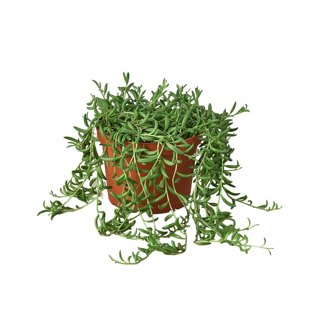 String of Bananas, Senecio radicans, Live Potted Succulent, Potted Indoor Plant