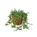 String of Bananas, Senecio radicans, Live Potted Succulent, Potted Indoor Plant
