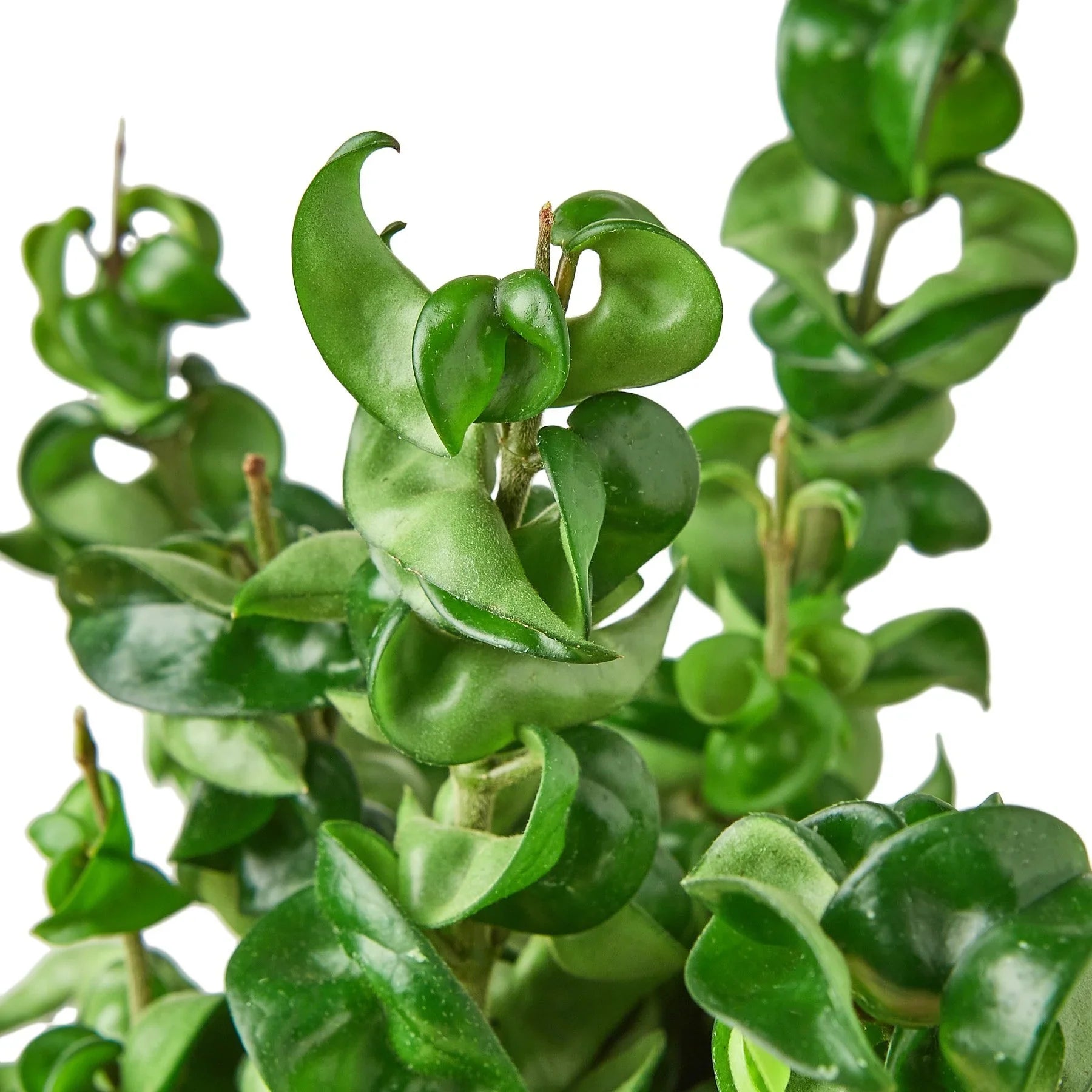 Hoya Carnosa Compacta 'Hindu Rope', Waxflower, Live Houseplant, Indoor Plant, Flowering Plant