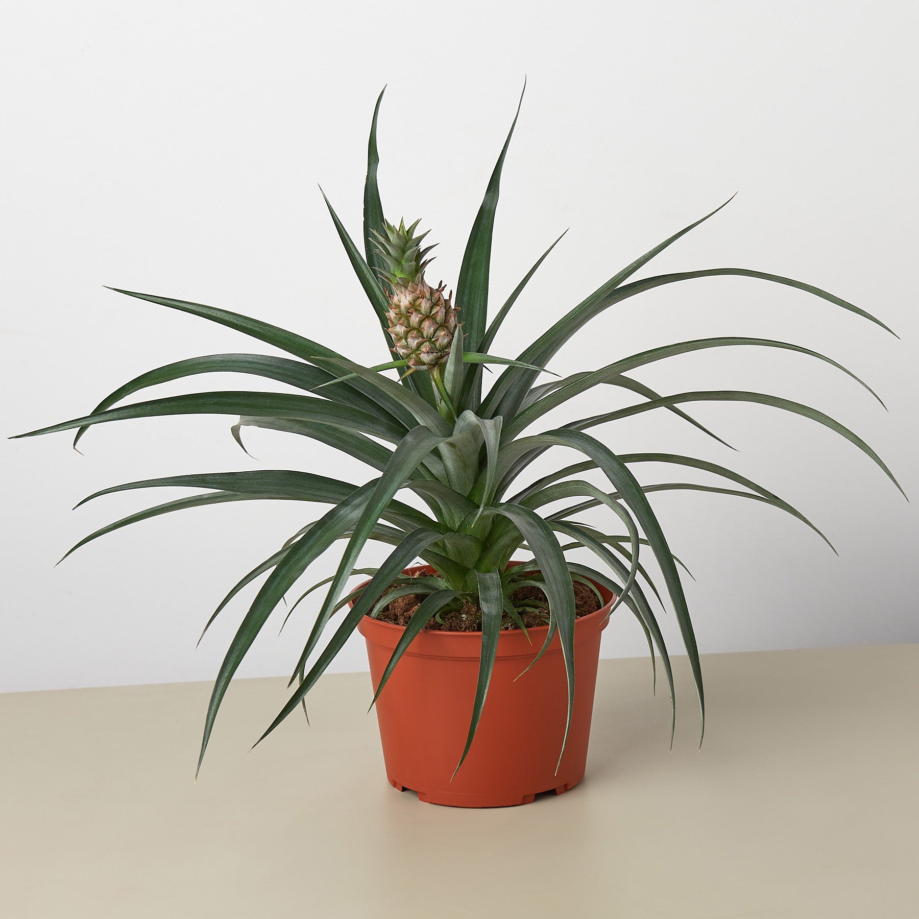 Dwarf Pineapple Plant, Ananas Comosus, Live Houseplant, Indoor Plant