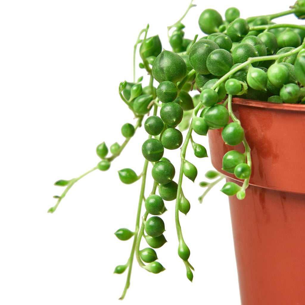 String of Pearls, Senecio rowleyanus, Potted Houseplant, Live Succulent Indoor Plant