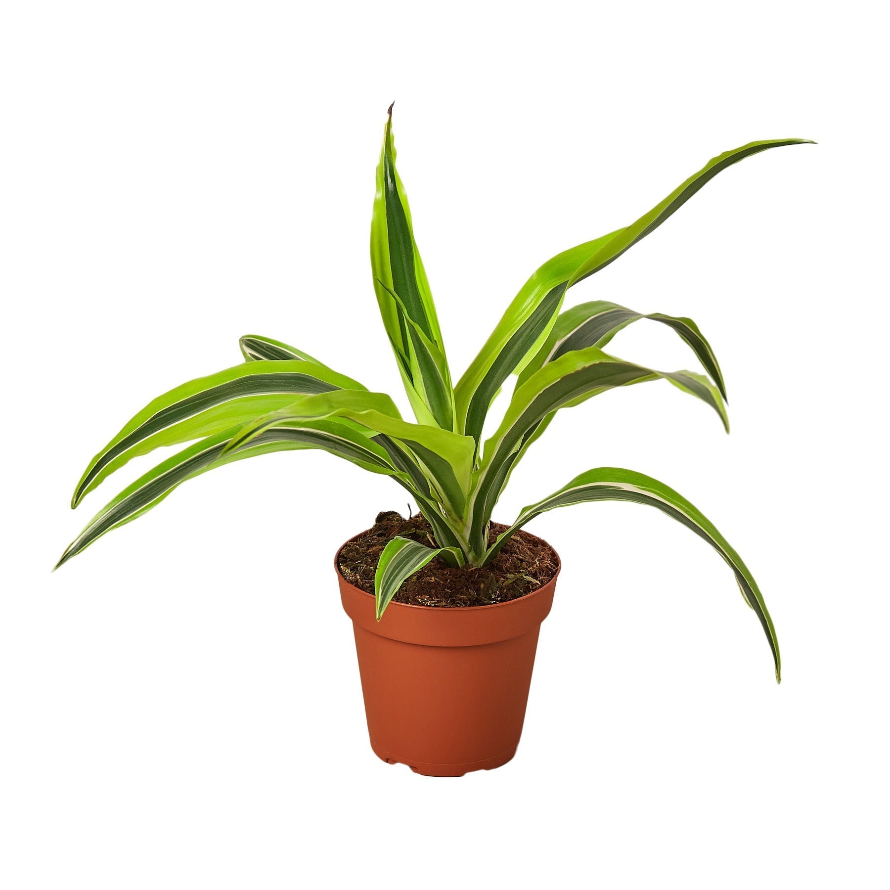 Dragon Plant 'Lemon Lime'