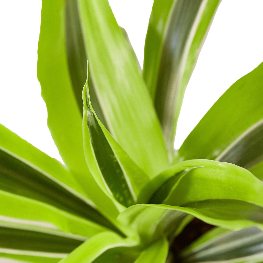 Dragon Plant 'Lemon Lime'