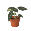 Alocasia 'Black Velvet', Alocasia Reginula 'Black Velvet', Live Potted Plant, Houseplant