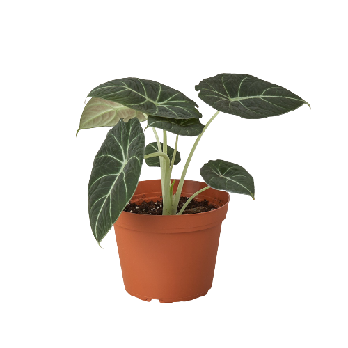Alocasia 'Black Velvet', Alocasia Reginula 'Black Velvet', Live Potted Plant, Houseplant