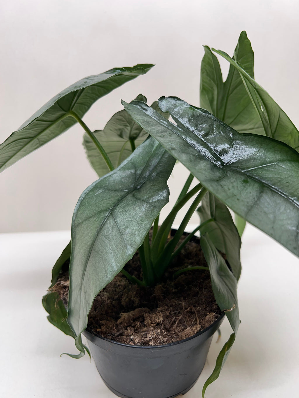 Alocasia 'Dragons Breath', Alocasia Heterophylla, Live Houseplant, Potted Indoor Plant