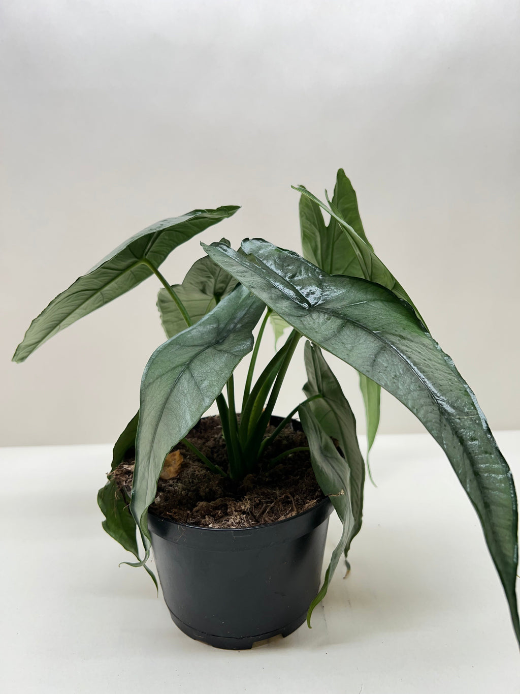 Alocasia 'Dragons Breath', Alocasia Heterophylla, Live Houseplant, Potted Indoor Plant