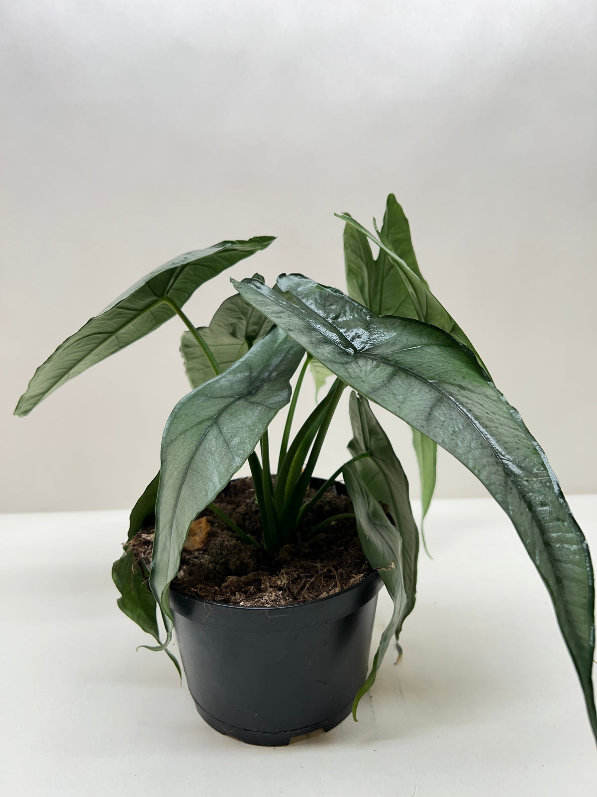 Alocasia 'Dragons Breath', Alocasia Heterophylla, Live Houseplant, Potted Indoor Plant