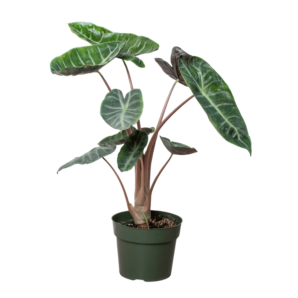 Alocasia 'Pink Dragon', Alocasia calidora 'Pink Dragon', Live Houseplant, Potted Plant