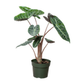 Alocasia 'Pink Dragon', Alocasia calidora 'Pink Dragon', Live Houseplant, Potted Plant