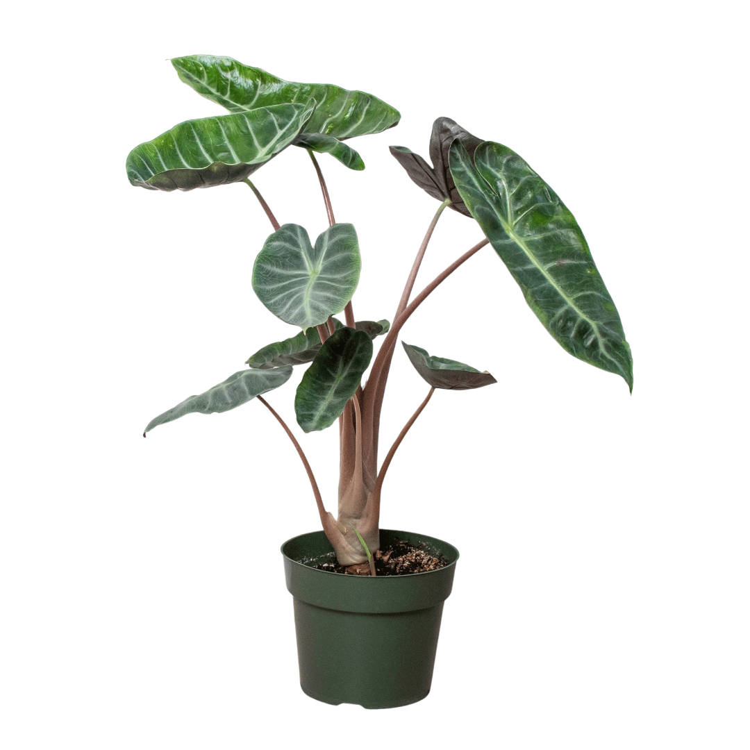 Alocasia 'Pink Dragon', Alocasia calidora 'Pink Dragon', Live Houseplant, Potted Plant