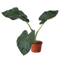 Alocasia 'Regal Shield', Alocasia odora x Alocasia reginula , Elephant Ear Plant, Live Houseplant, Indoor Plant