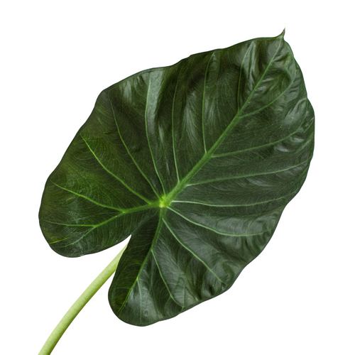 Alocasia 'Regal Shield', Alocasia odora x Alocasia reginula , Elephant Ear Plant, Live Houseplant, Indoor Plant