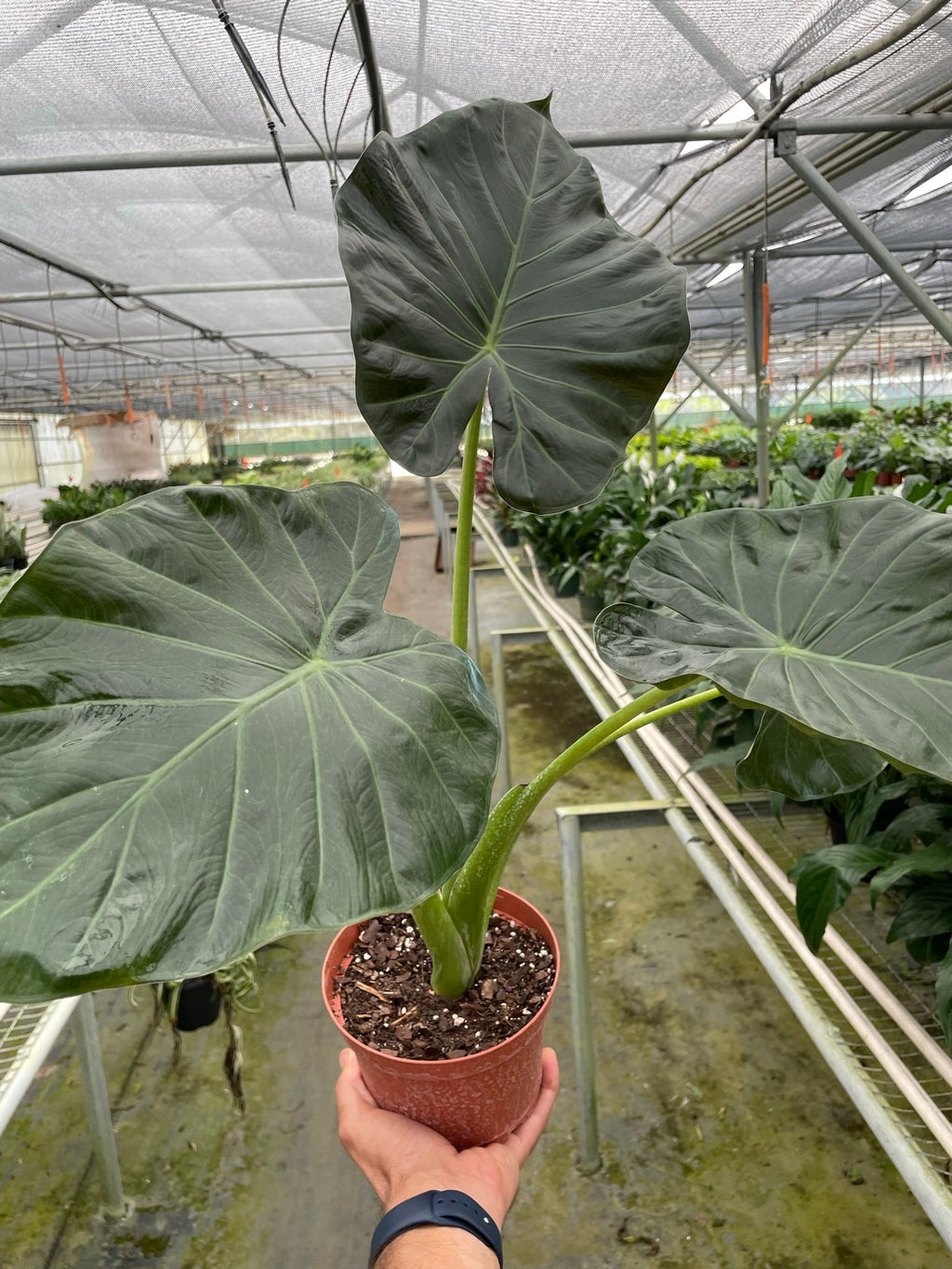 Alocasia 'Regal Shield', Alocasia odora x Alocasia reginula , Elephant Ear Plant, Live Houseplant, Indoor Plant