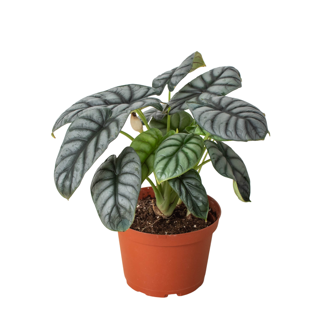 Alocasia baginda 'Silver Dragon', Elephant Ear Plant, Live Houseplant, Indoor Plant