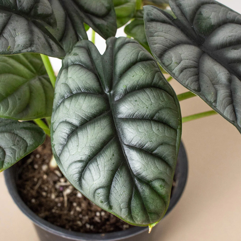 Alocasia baginda 'Silver Dragon', Elephant Ear Plant, Live Houseplant, Indoor Plant