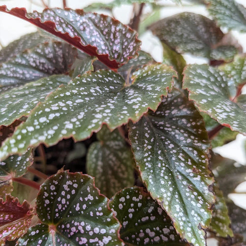 Begonia 'Corallina', Live Houseplant, Potted Indoor Plant