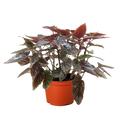 Begonia 'Corallina', Live Houseplant, Potted Indoor Plant