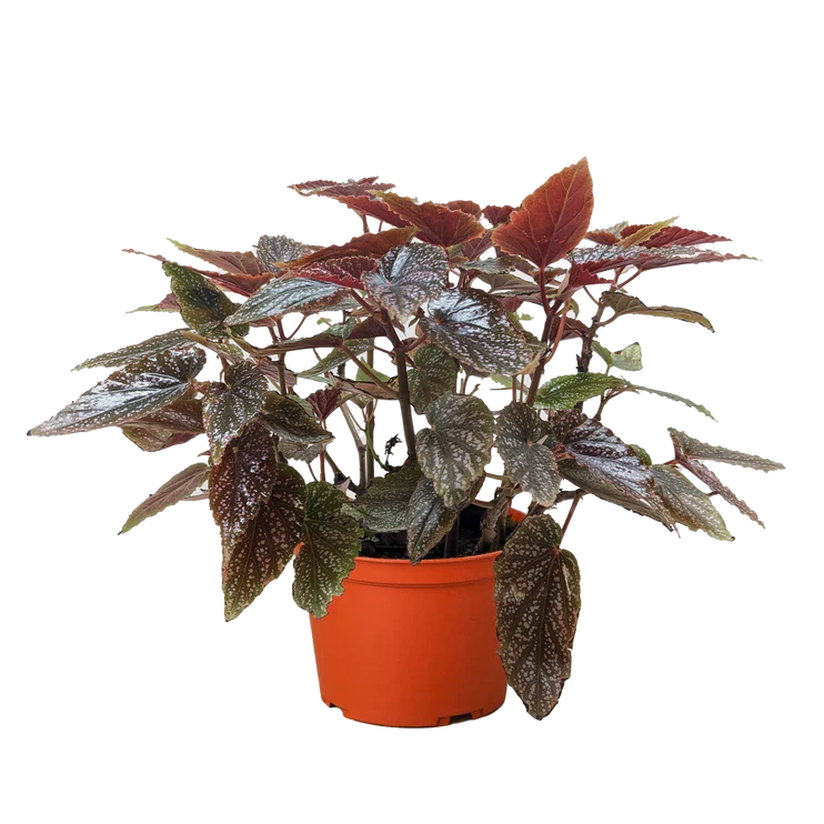 Begonia 'Corallina', Live Houseplant, Potted Indoor Plant