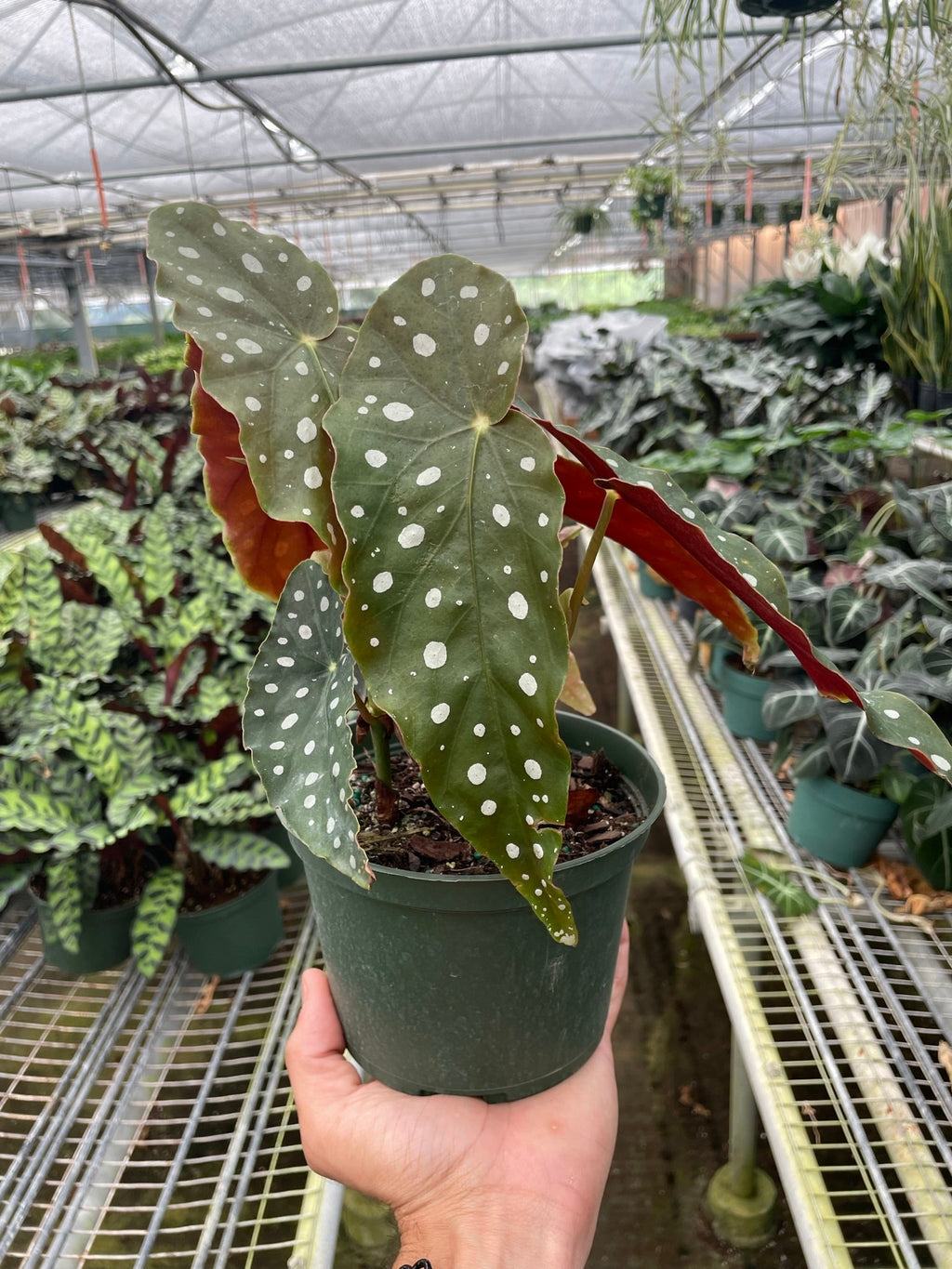 Polka Dot Begonia, Begonia 'Maculata', Live Houseplant, Indoor Plant