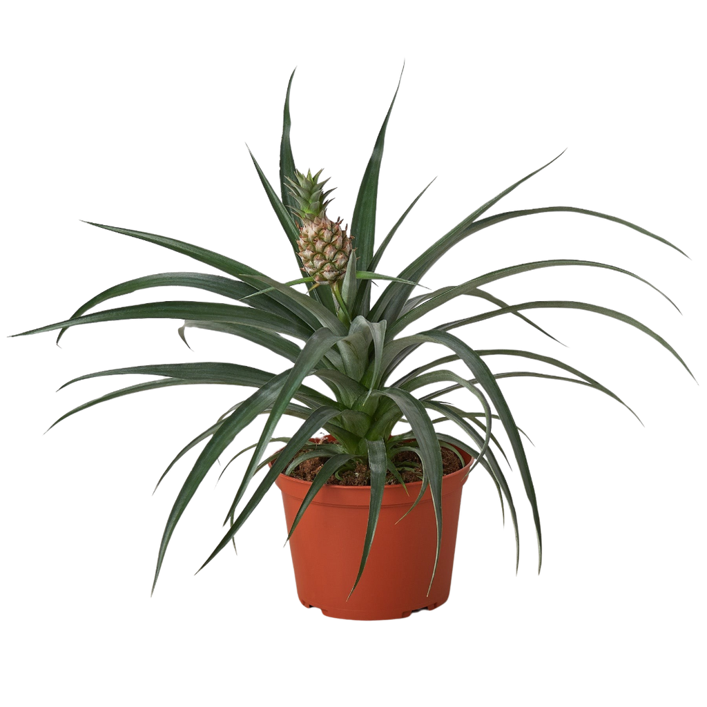 Dwarf Pineapple Plant, Ananas Comosus, Live Houseplant, Indoor Plant