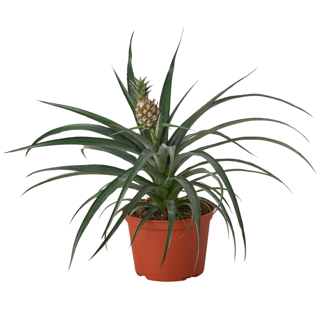 Dwarf Pineapple Plant, Ananas Comosus, Live Houseplant, Indoor Plant