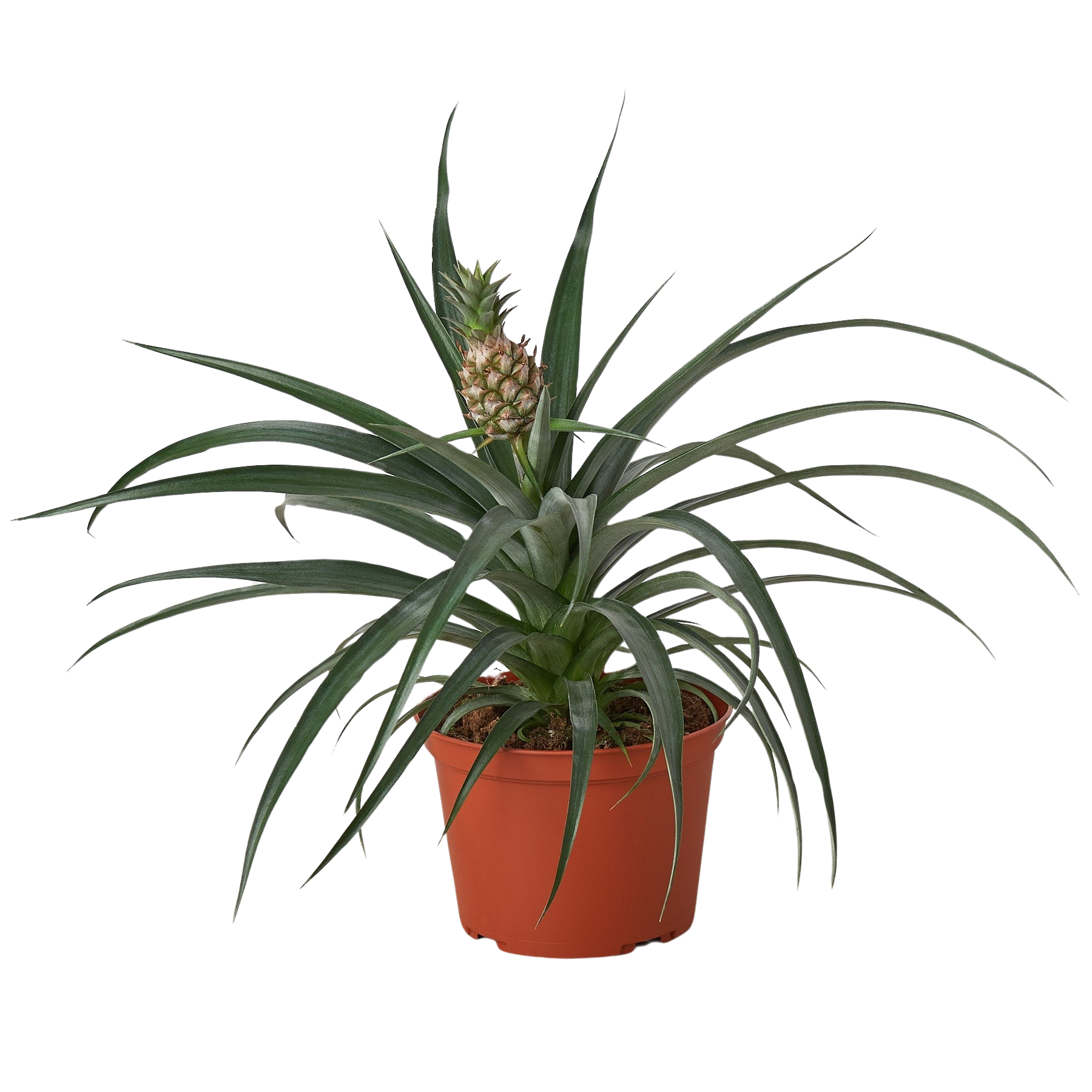 Dwarf Pineapple Plant, Ananas Comosus, Live Houseplant, Indoor Plant