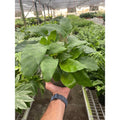 Calathea 'Musaica', Mosaic Calathea, Live Houseplant, Potted Plant