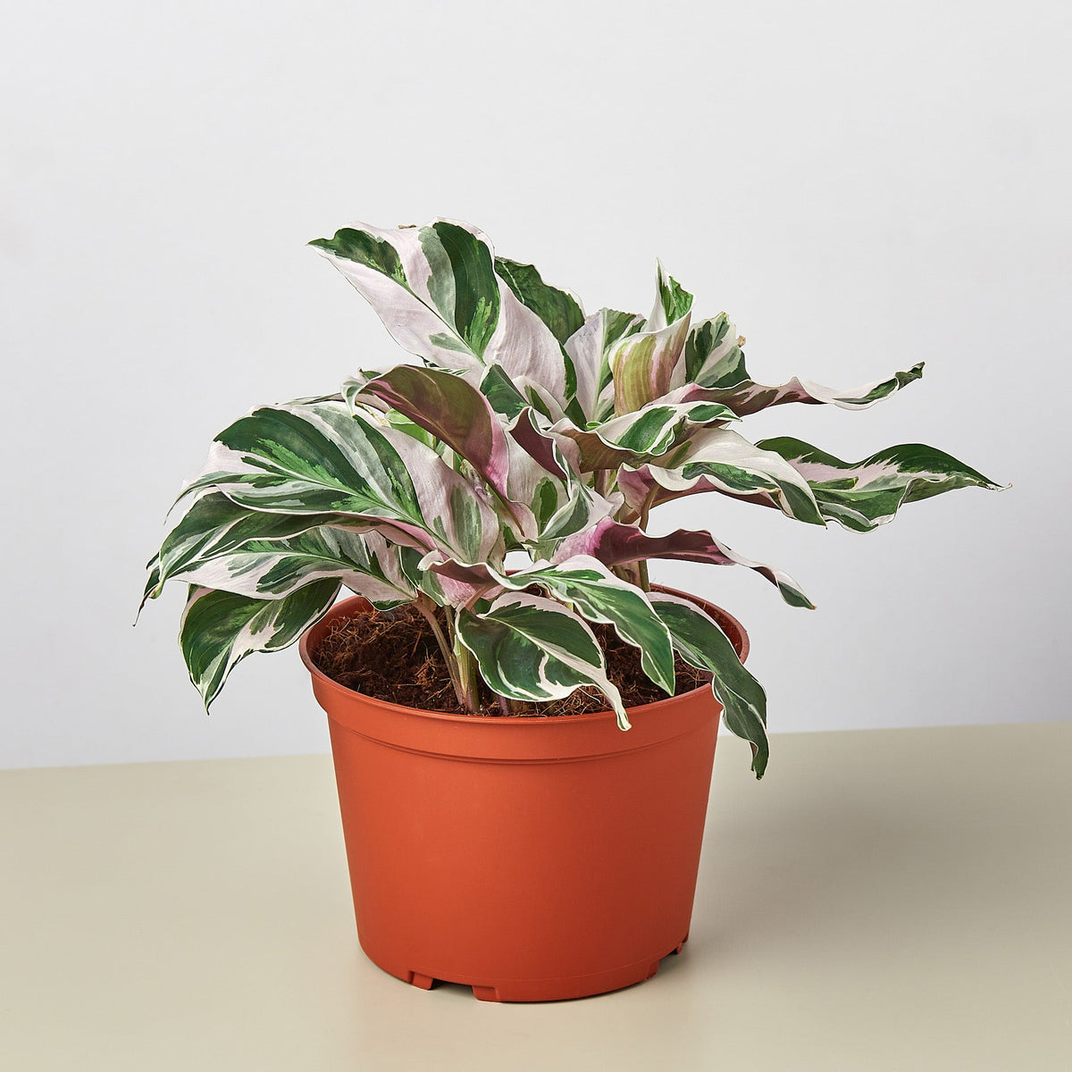 Calathea 'White Fusion' Prayer Plant, Calathea Lietzei 'White Fusion', Live Houseplant, Indoor Plant