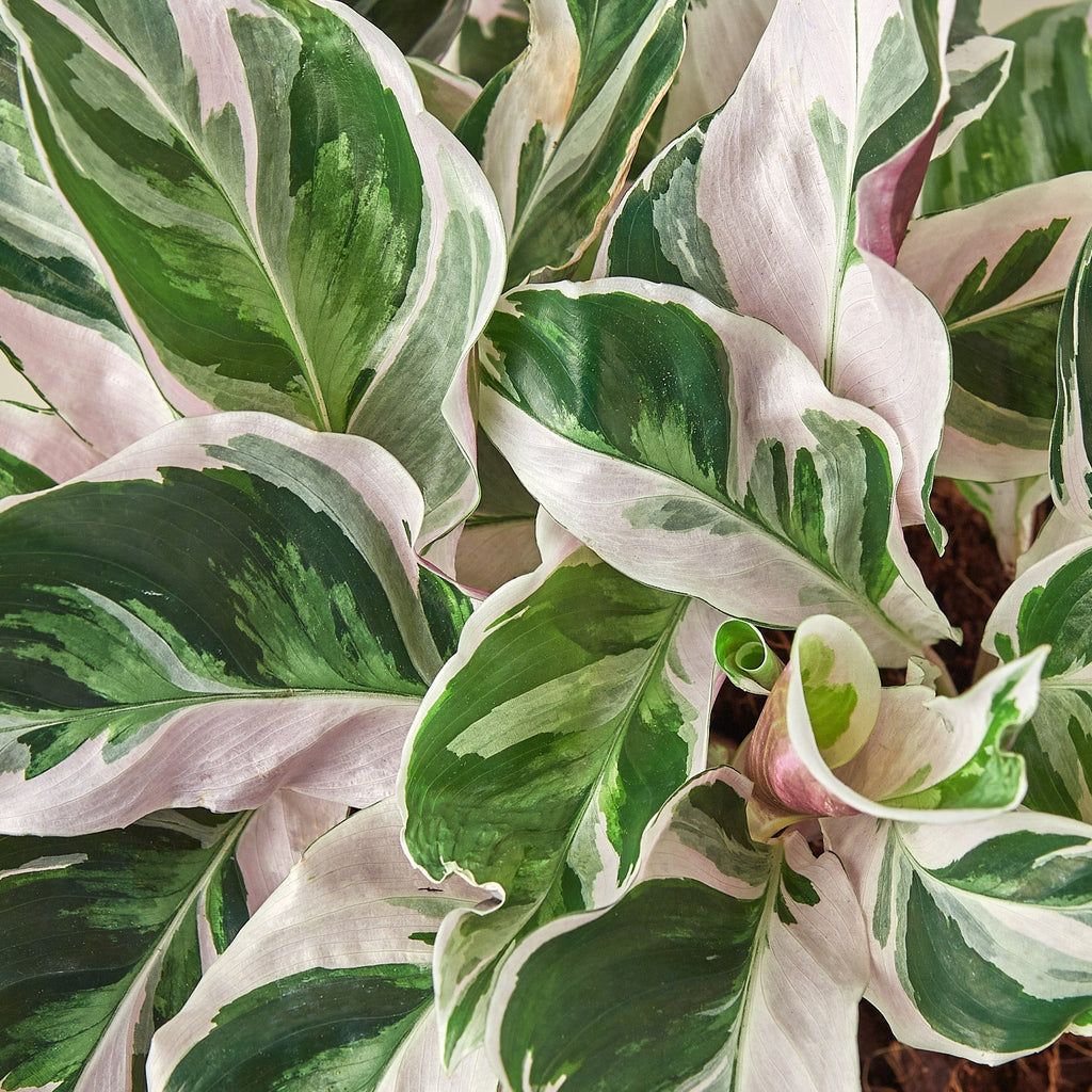 Calathea 'White Fusion' Prayer Plant, Calathea Lietzei 'White Fusion', Live Houseplant, Indoor Plant