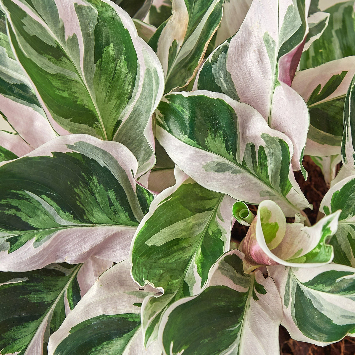 Calathea 'White Fusion' Prayer Plant, Calathea Lietzei 'White Fusion', Live Houseplant, Indoor Plant