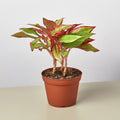 Chinese Evergreen 'Red Siam', Aglaonema 'Red Siam', Live Houseplant, Potted Plant