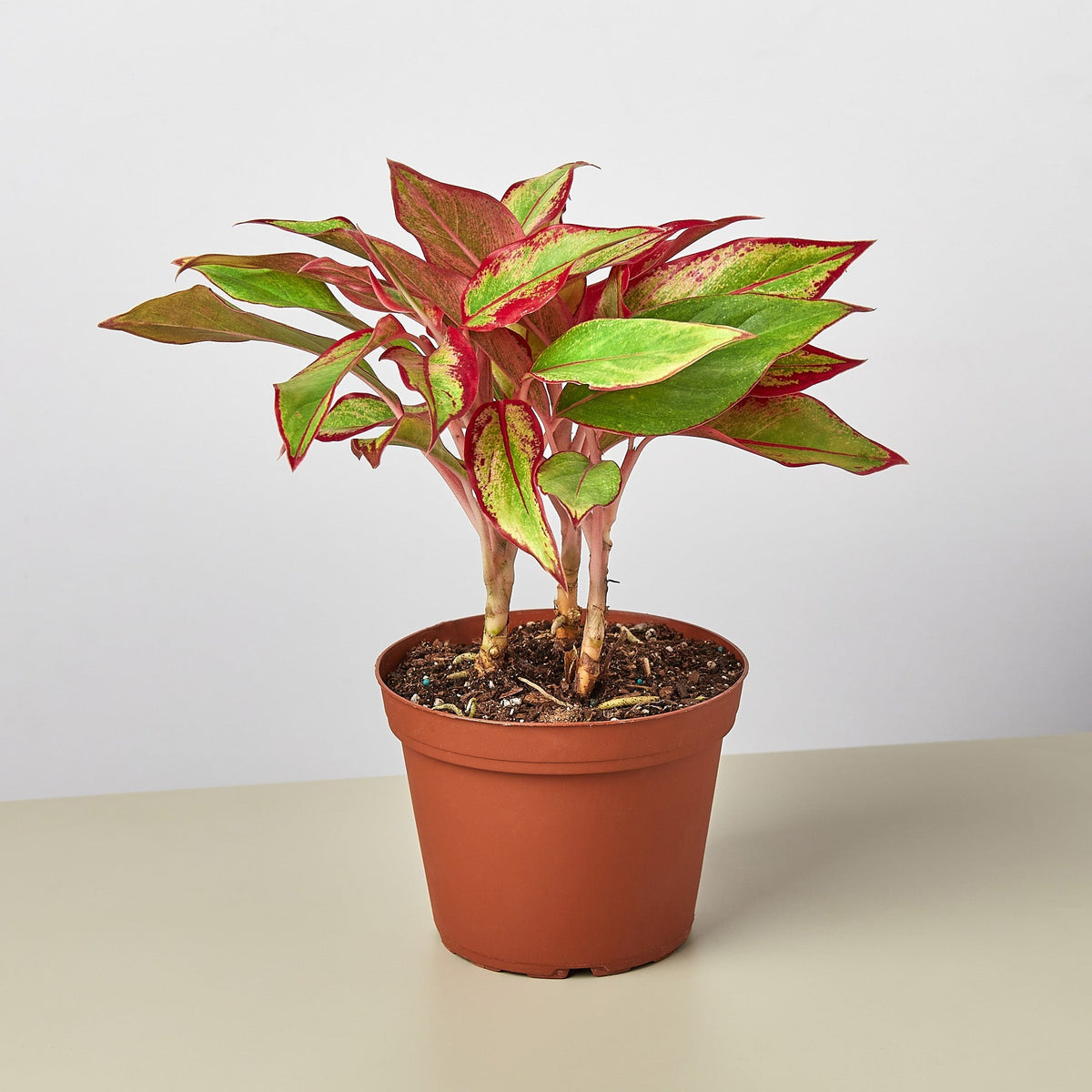 Chinese Evergreen 'Red Siam', Aglaonema 'Red Siam', Live Houseplant, Potted Plant