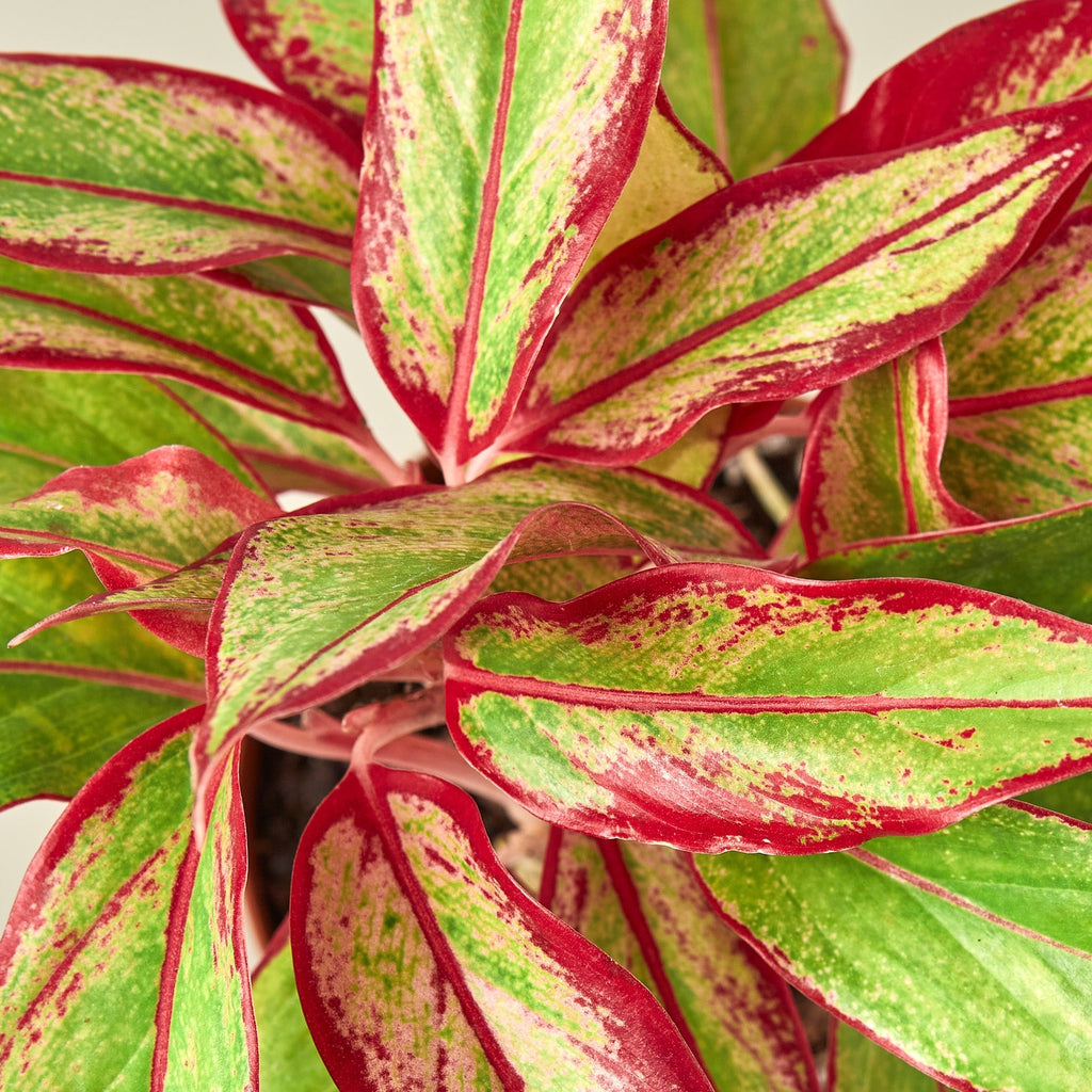 Chinese Evergreen 'Red Siam', Aglaonema 'Red Siam', Live Houseplant, Potted Plant