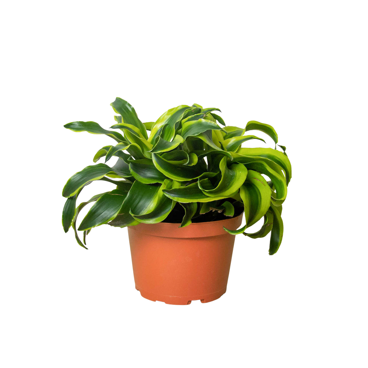 Dracaena 'Tornado', Dracaena Fragans, Live Houseplant, Indoor Potted Plant
