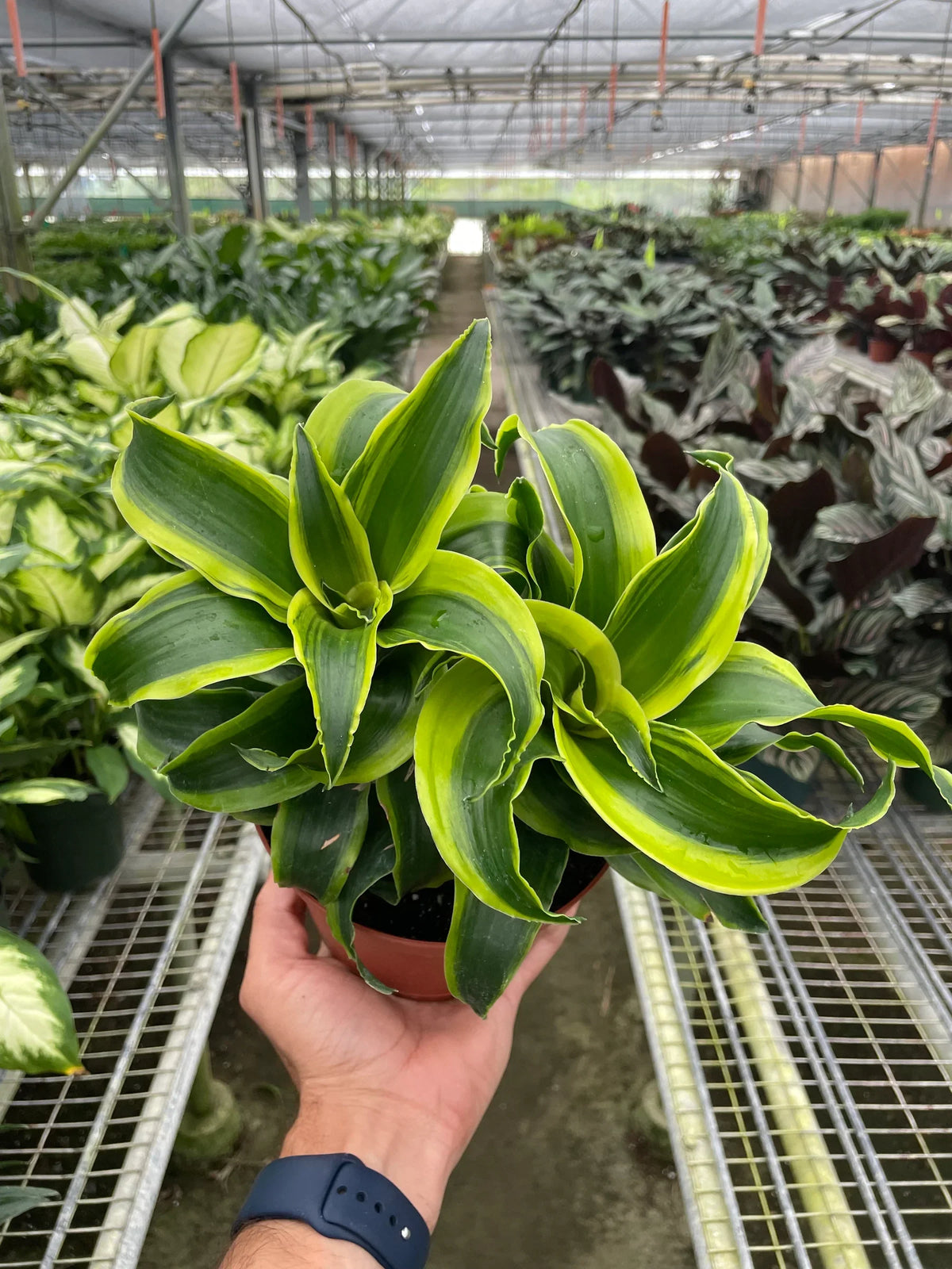 Dracaena 'Tornado', Dracaena Fragans, Live Houseplant, Indoor Potted Plant