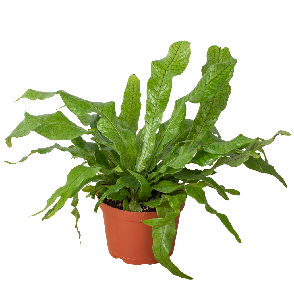 Crocodile Fern, Microsorum musifolium, Fern 'Crocodile', Live Houseplant, Potted Plant